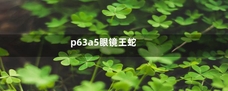 p63a5眼镜王蛇