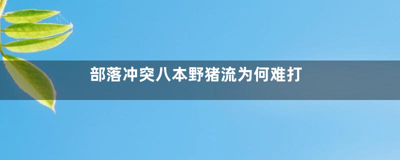 部落冲突八本野猪流为何难打