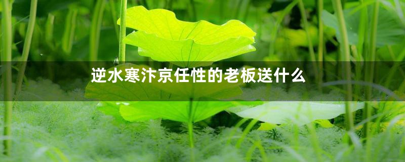 逆水寒汴京任性的老板送什么