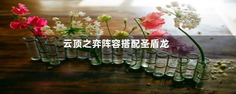 云顶之弈阵容搭配圣盾龙