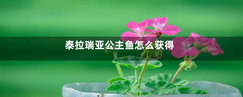 泰拉瑞亚公主鱼怎么获得