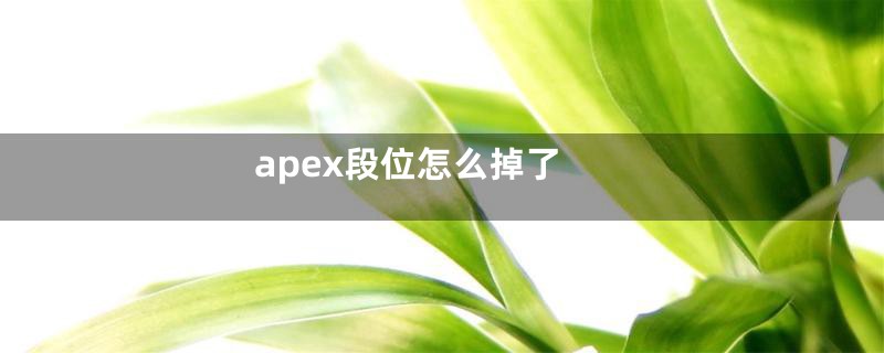 apex段位怎么掉了