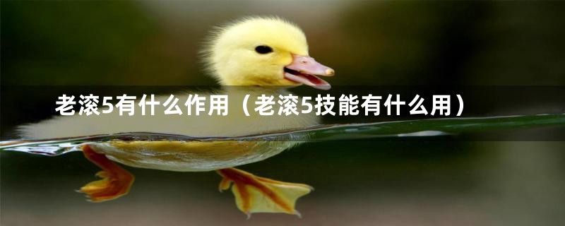 老滚5有什么作用（老滚5技能有什么用）