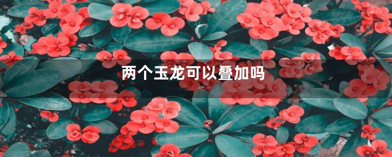 两个玉龙可以叠加吗