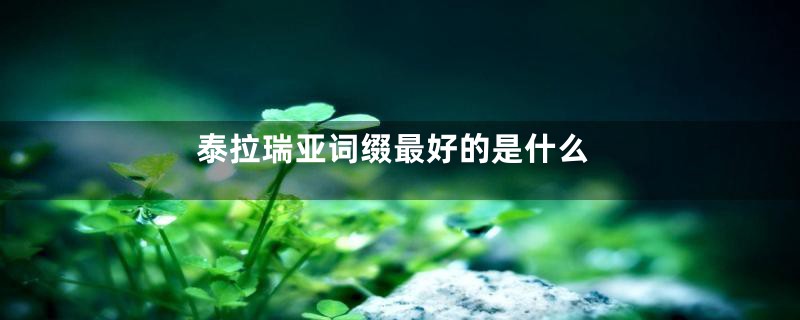 泰拉瑞亚词缀最好的是什么