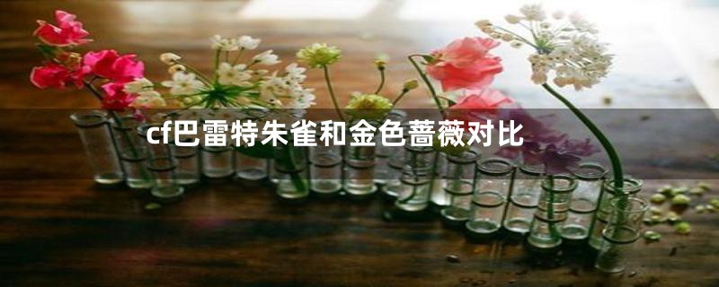 cf巴雷特朱雀和金色蔷薇对比