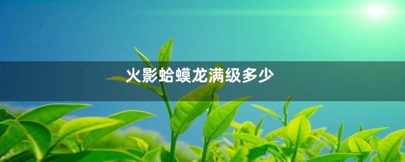 火影蛤蟆龙满级多少