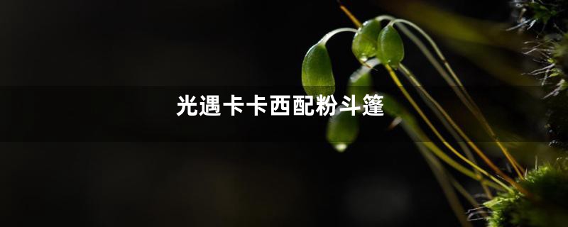 光遇卡卡西配粉斗篷