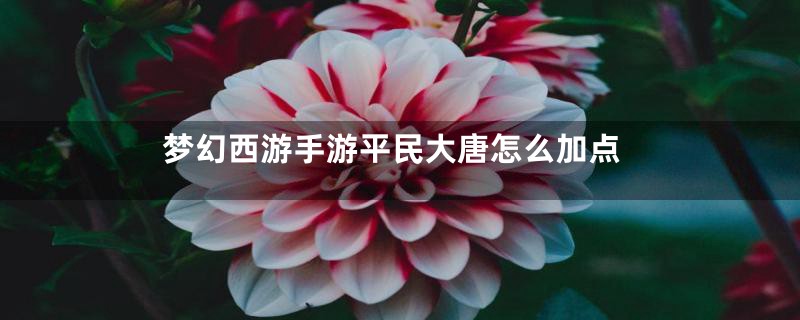 梦幻西游手游平民大唐怎么加点