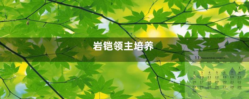 岩铠领主培养