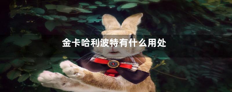 金卡哈利波特有什么用处