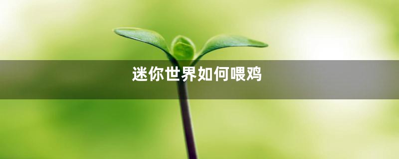 迷你世界如何喂鸡