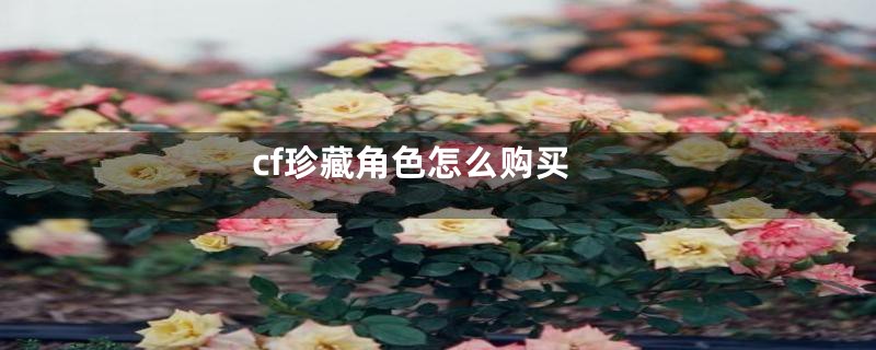 cf珍藏角色怎么购买