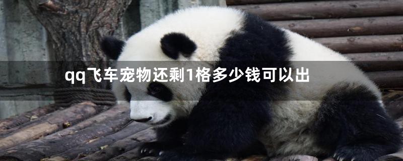 qq飞车宠物还剩1格多少钱可以出