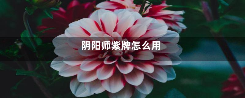 阴阳师紫牌怎么用