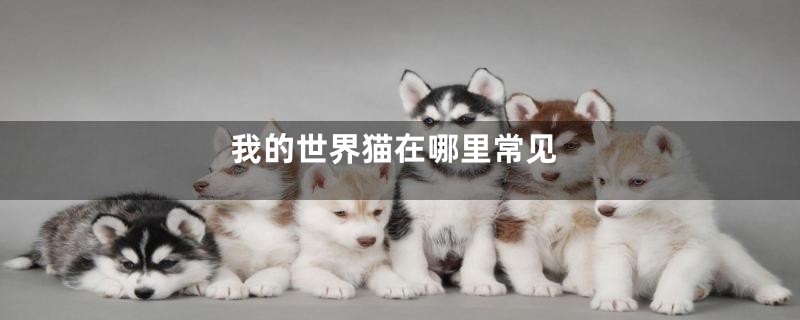 我的世界猫在哪里常见