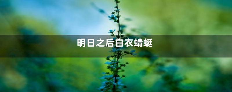 明日之后白衣蜻蜓