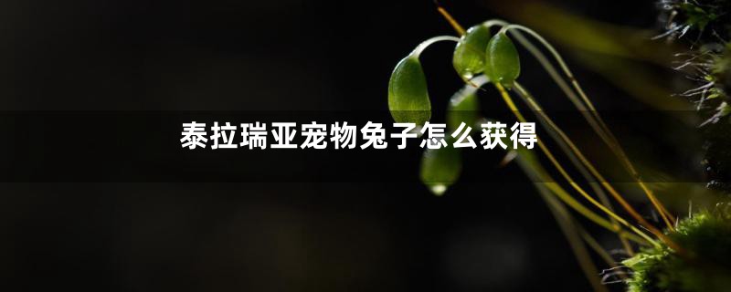 泰拉瑞亚宠物兔子怎么获得