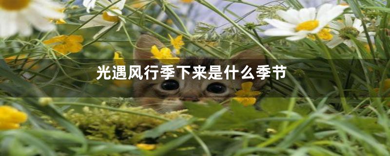 光遇风行季下来是什么季节