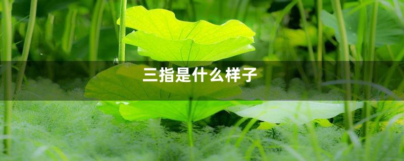 三指是什么样子