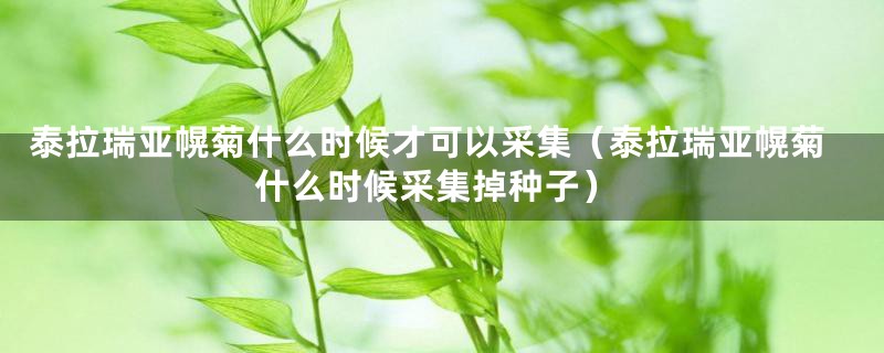 泰拉瑞亚幌菊什么时候才可以采集（泰拉瑞亚幌菊什么时候采集掉种子）