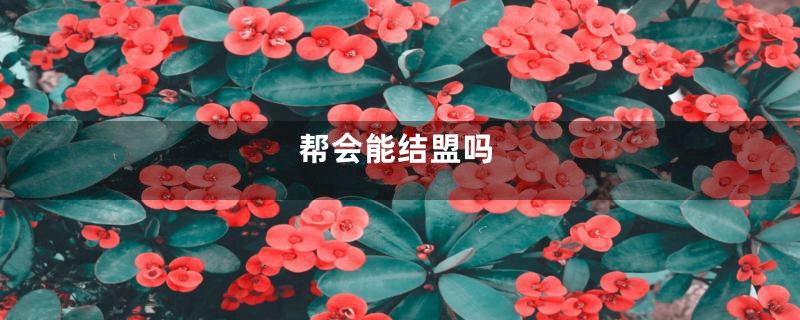 帮会能结盟吗