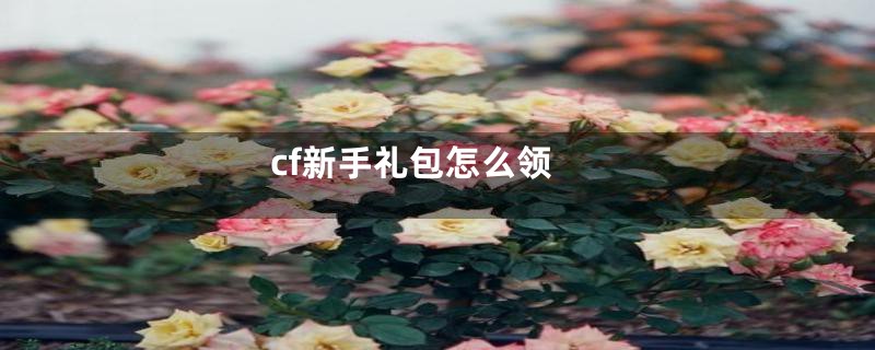 cf新手礼包怎么领