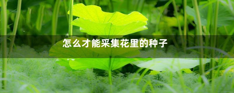 怎么才能采集花里的种子