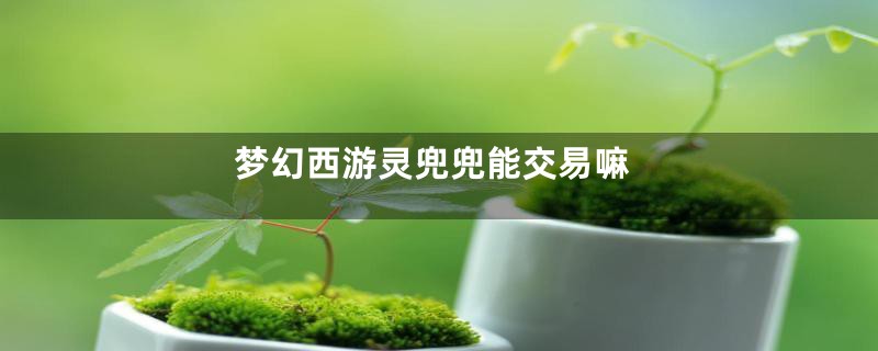 梦幻西游灵兜兜能交易嘛