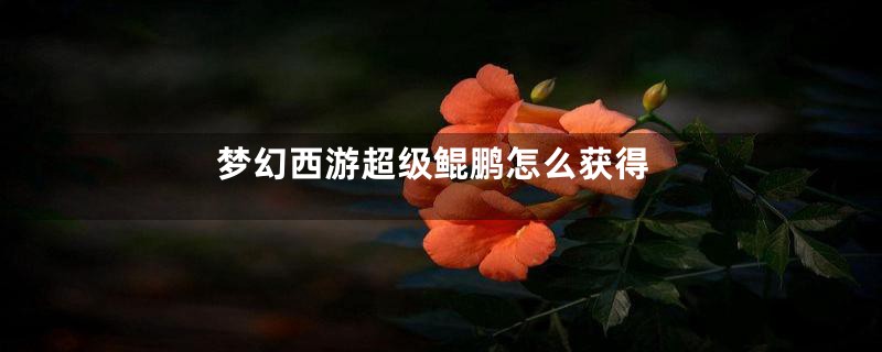 梦幻西游超级鲲鹏怎么获得