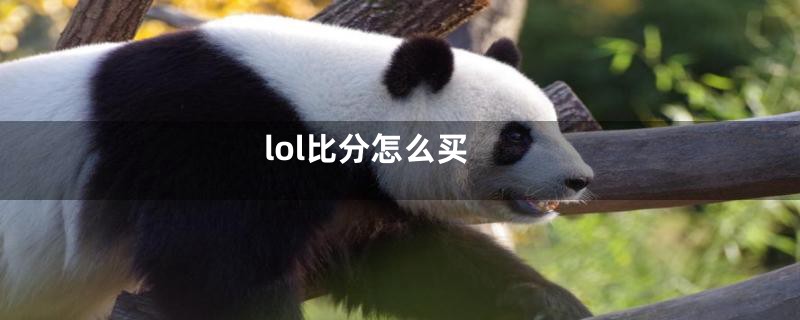 lol比分怎么买