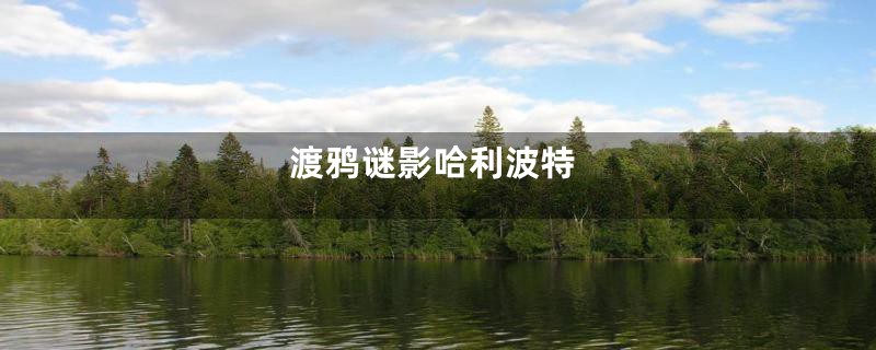 渡鸦谜影哈利波特