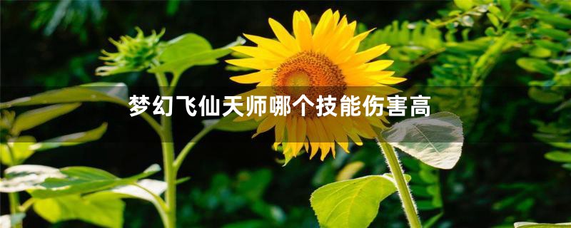 梦幻飞仙天师哪个技能伤害高