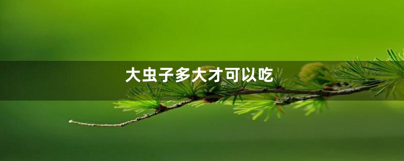 大虫子多大才可以吃