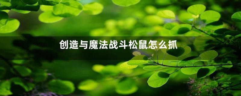 创造与魔法战斗松鼠怎么抓