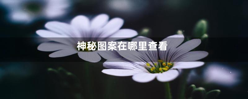 神秘图案在哪里查看