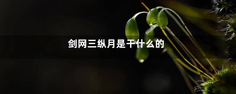 剑网三纵月是干什么的