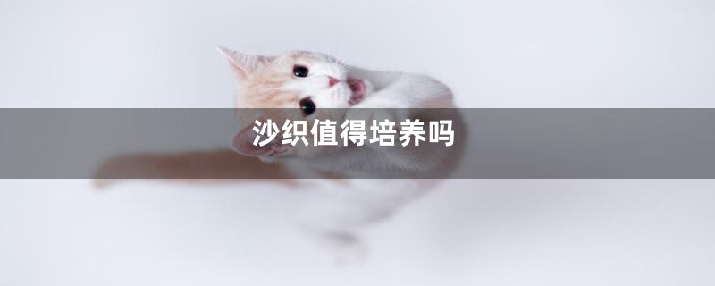 沙织值得培养吗