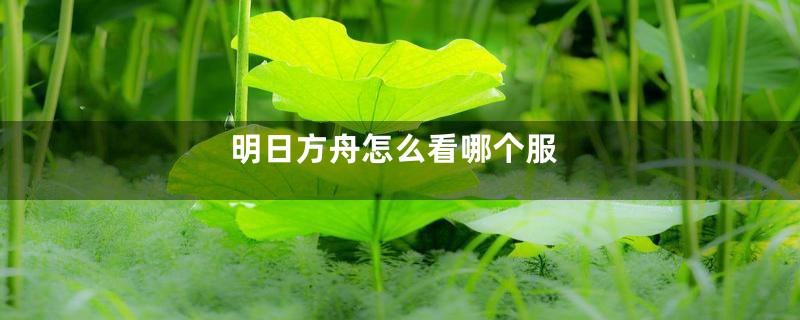 明日方舟怎么看哪个服