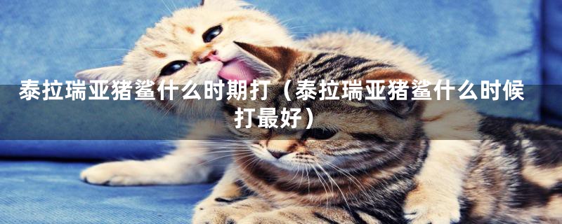 泰拉瑞亚猪鲨什么时期打（泰拉瑞亚猪鲨什么时候打最好）