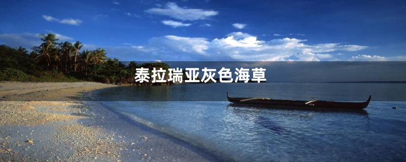 泰拉瑞亚灰色海草