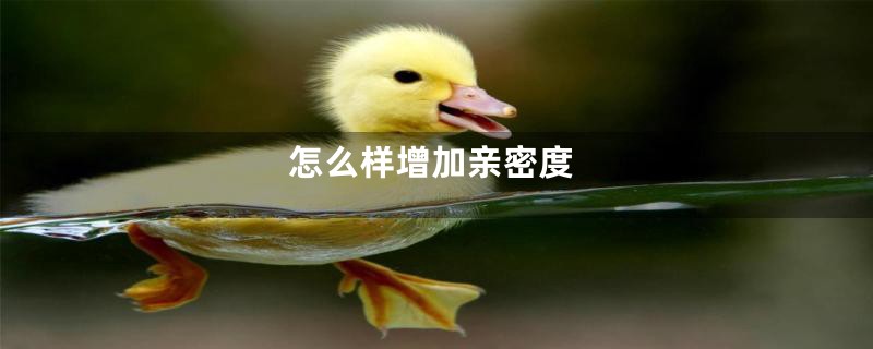 怎么样增加亲密度