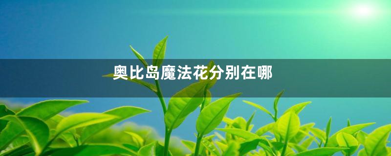 奥比岛魔法花分别在哪