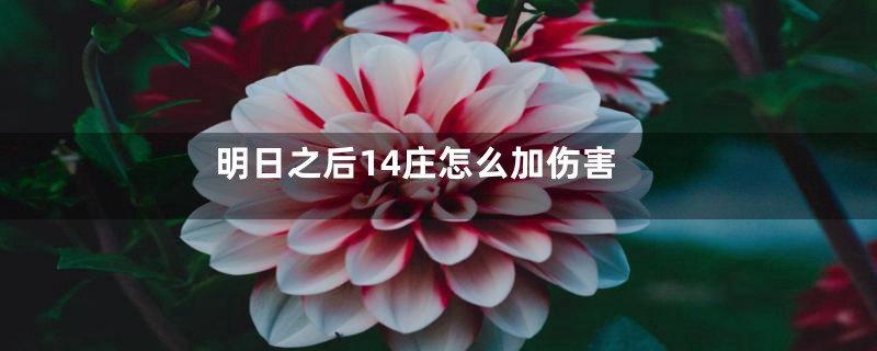 明日之后14庄怎么加伤害