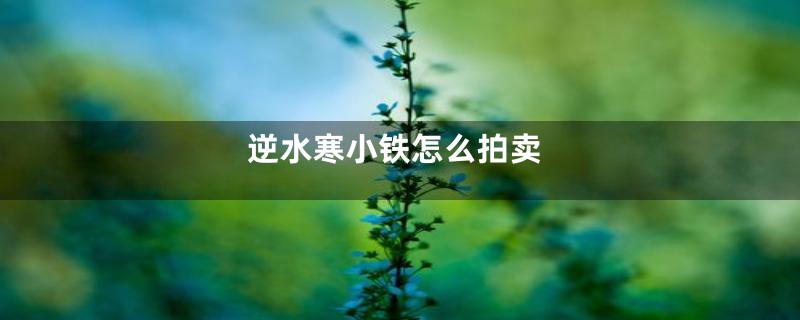 逆水寒小铁怎么拍卖