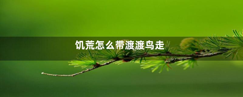 饥荒怎么带渡渡鸟走