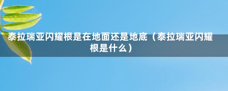 泰拉瑞亚闪耀根是在地面还是地底（泰拉瑞亚闪耀根是什么）