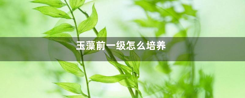 玉藻前一级怎么培养