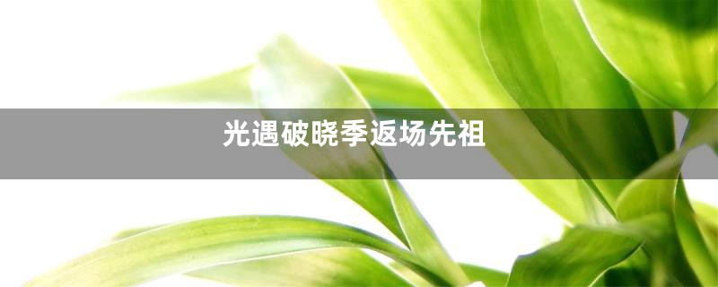 光遇破晓季返场先祖