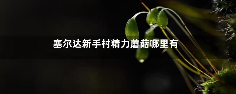 塞尔达新手村精力蘑菇哪里有